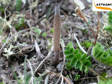 ���x��,���x�Ĳ���ʲô,���x�Ĳݽ�B,ʲô�Ƕ��x�Ĳ�